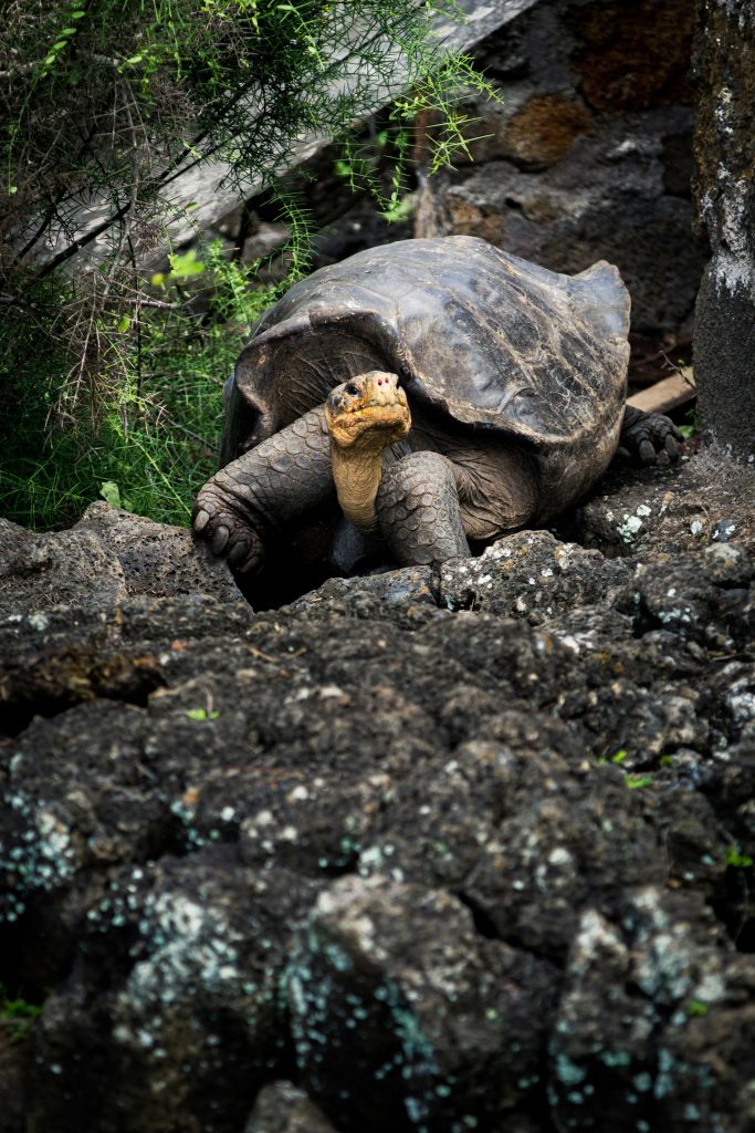 Close-up of a Galápagos tortoise in its rocky natural habitat, basking in daylight.